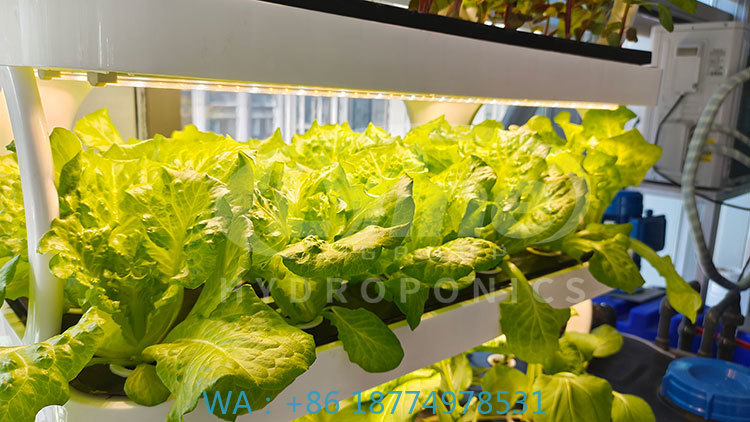 c Agriculture Machine to Growi - Agriculture Vertical Farming 评论和价格