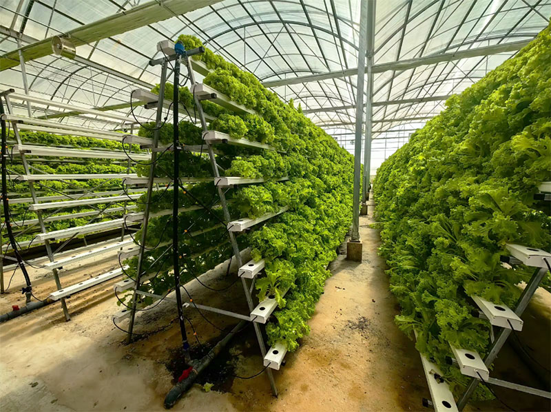 Agricultural Greenhouses Lettu - Agriculture Vertical Farming 评论和价格