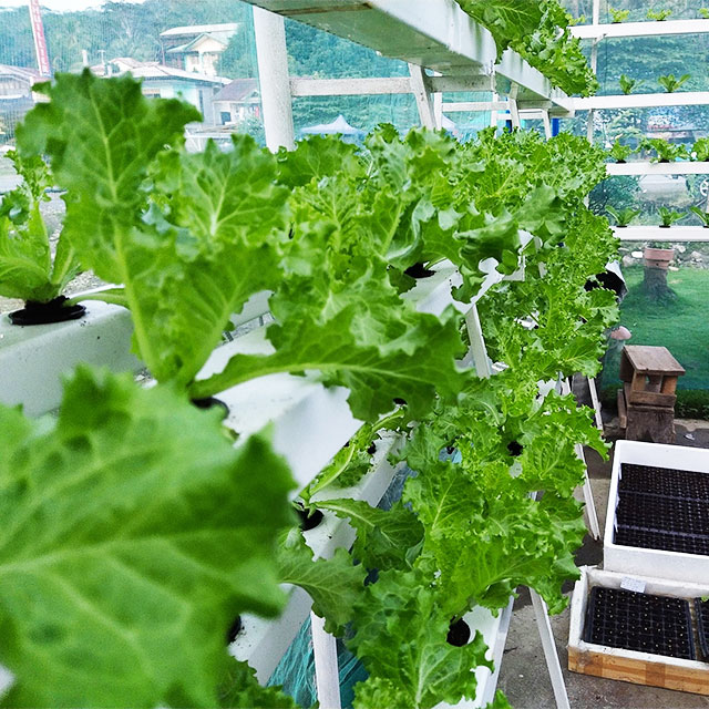 Agricultural Greenhouses Lettu - Agriculture Vertical Farming 评论和价格